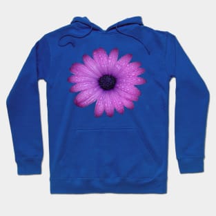 Purple Blue-Eyed Daisy And Raindrops Isolated Hoodie